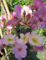Preview: Kletterrose Plaisanterie